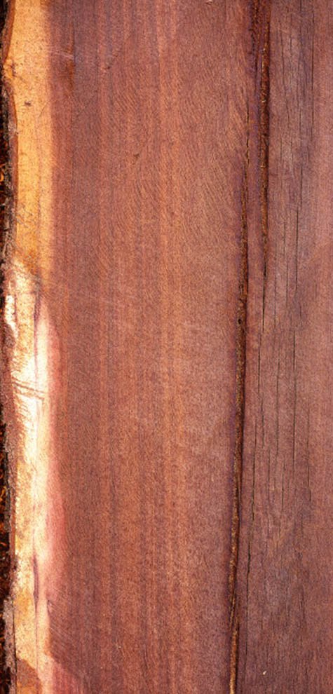 Textura de la madera de Tzalam